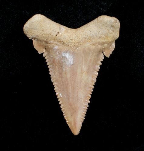 Fossil Palaeocarcharodon Tooth - #4052